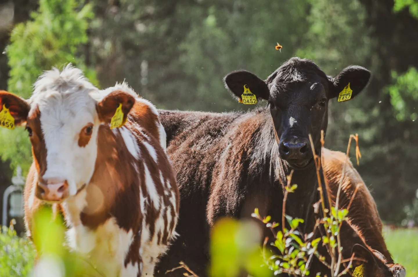 HIEHOVASIKAT HANNELE ANTILA 2