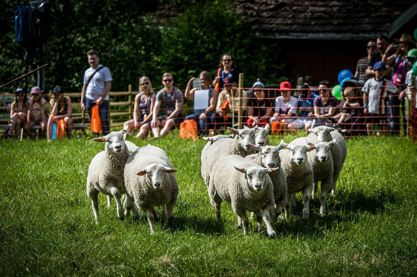 lammaspaimennus farmarissa
