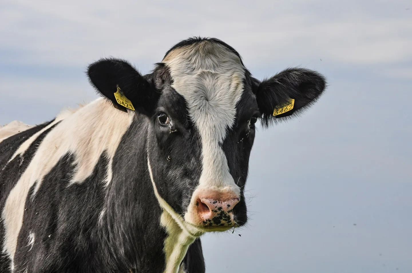 LAITUMELLA HANNELE ANTILA 42