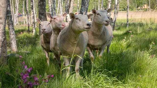 Suomenlampaat laitumella.