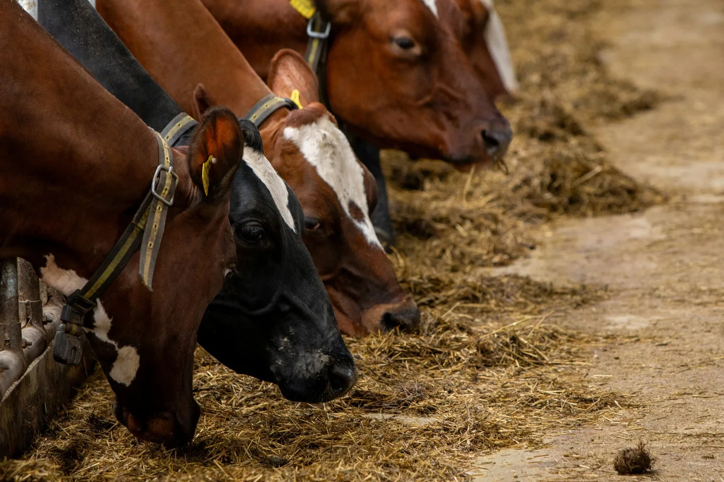 Lehmat navetta maitotila Johanna Viren 6