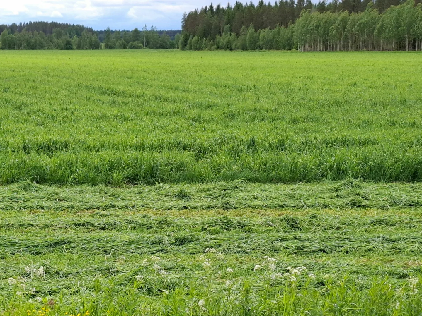 Niitettya nurmipeltoa