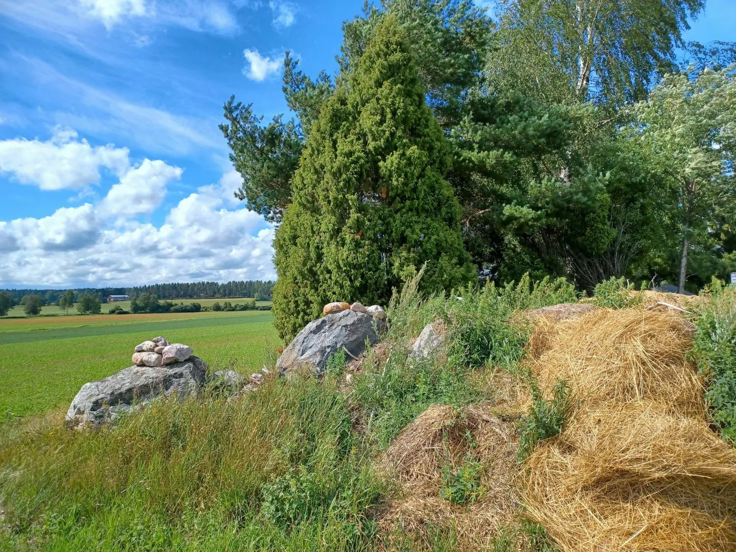Pellon ja metsan raja aluetta