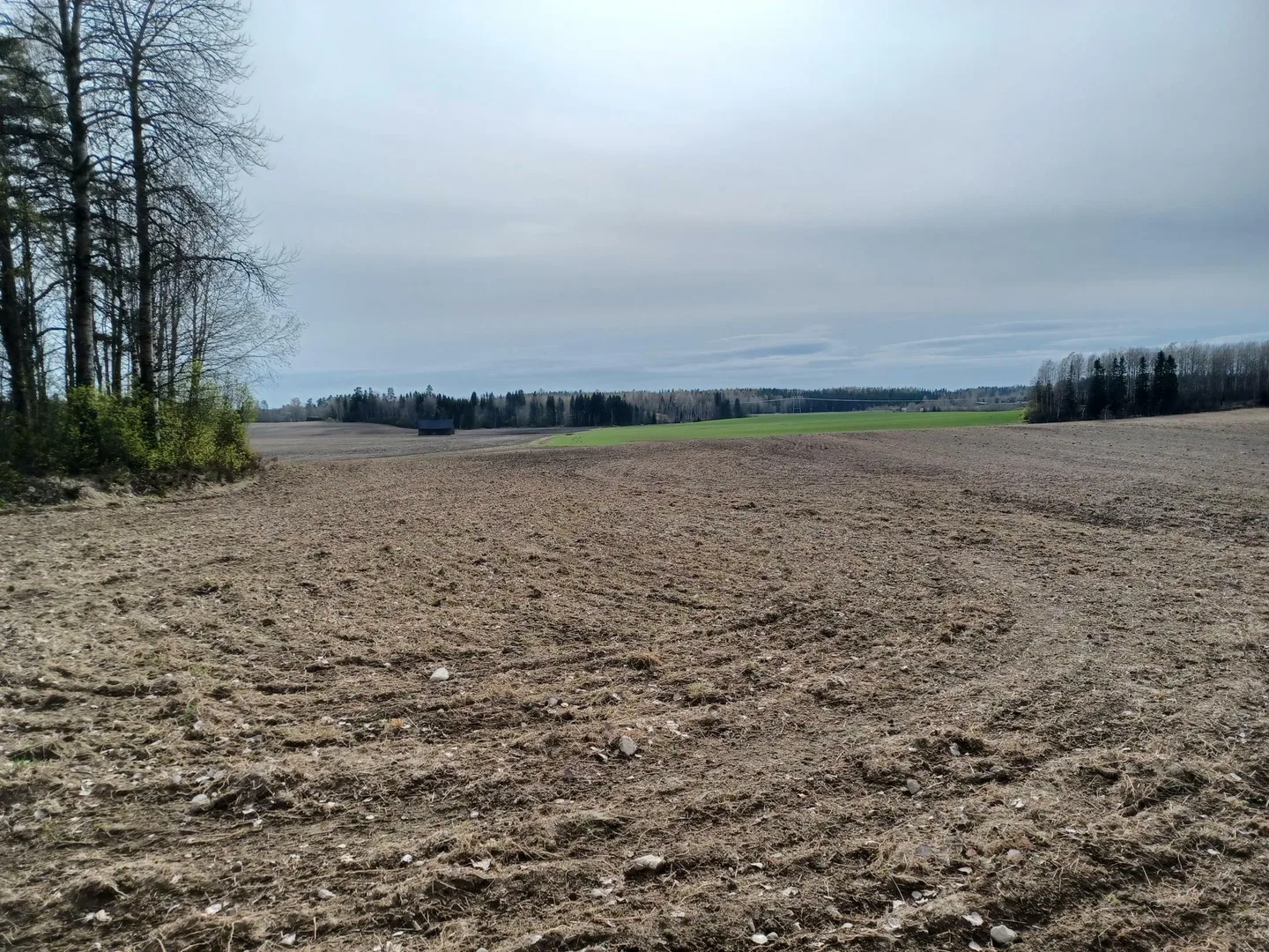 Peltomaisema kasvutilannetiedote huhtikuu