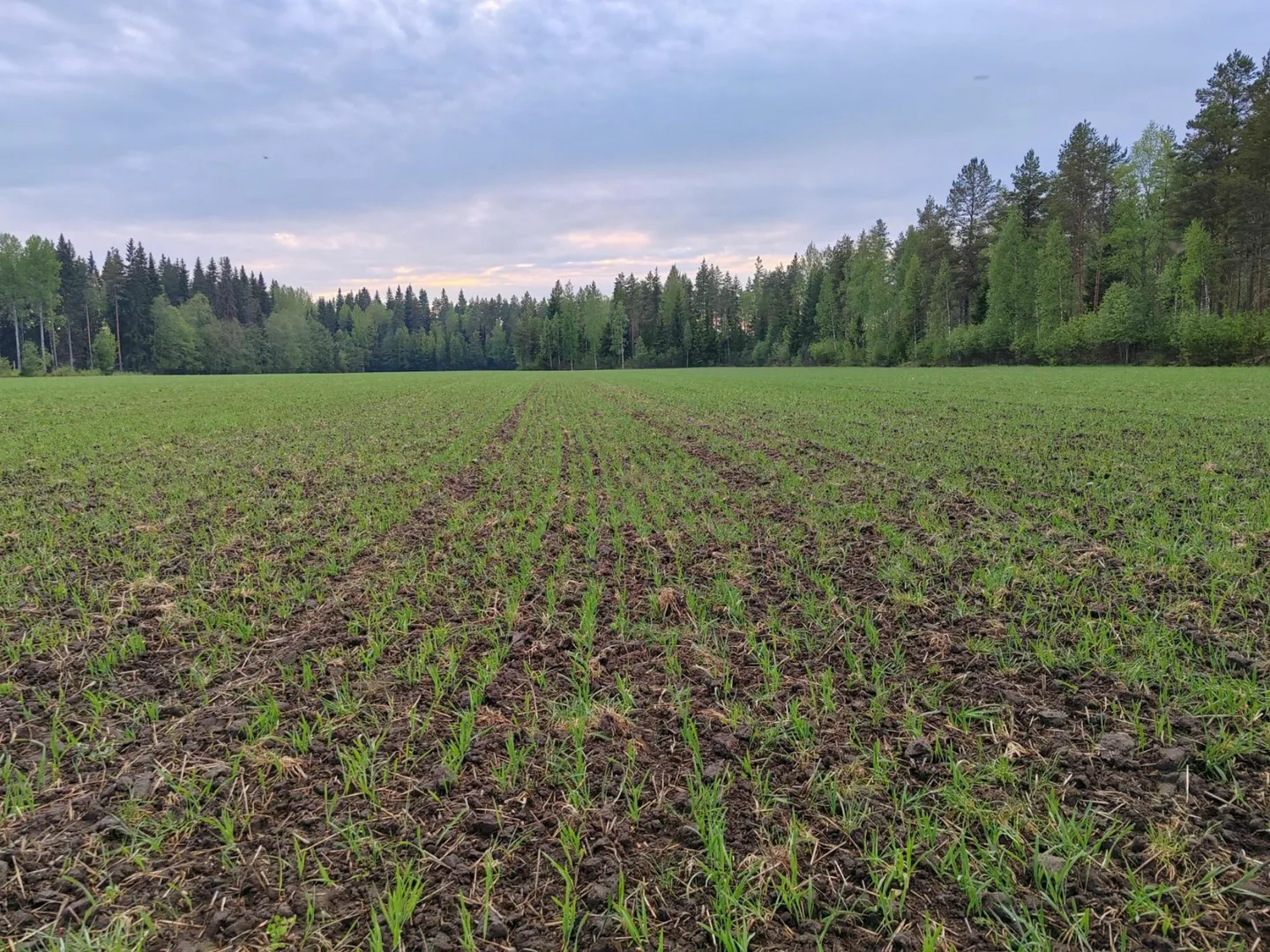 Peltomaisema viljan oraista