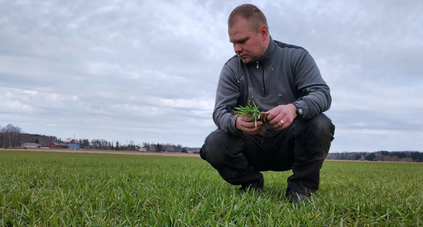 Viljelija syysvehnapellolla kevaalla