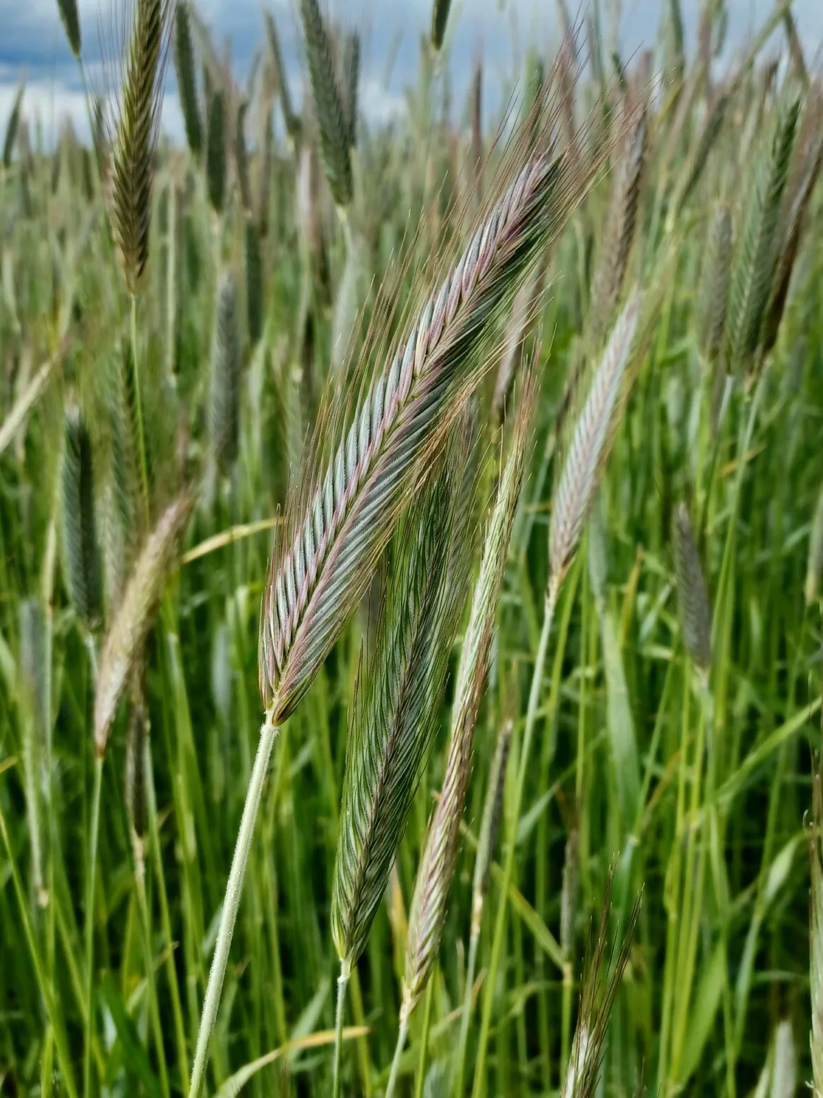 Ruis tahkalla 1 nettisivuille