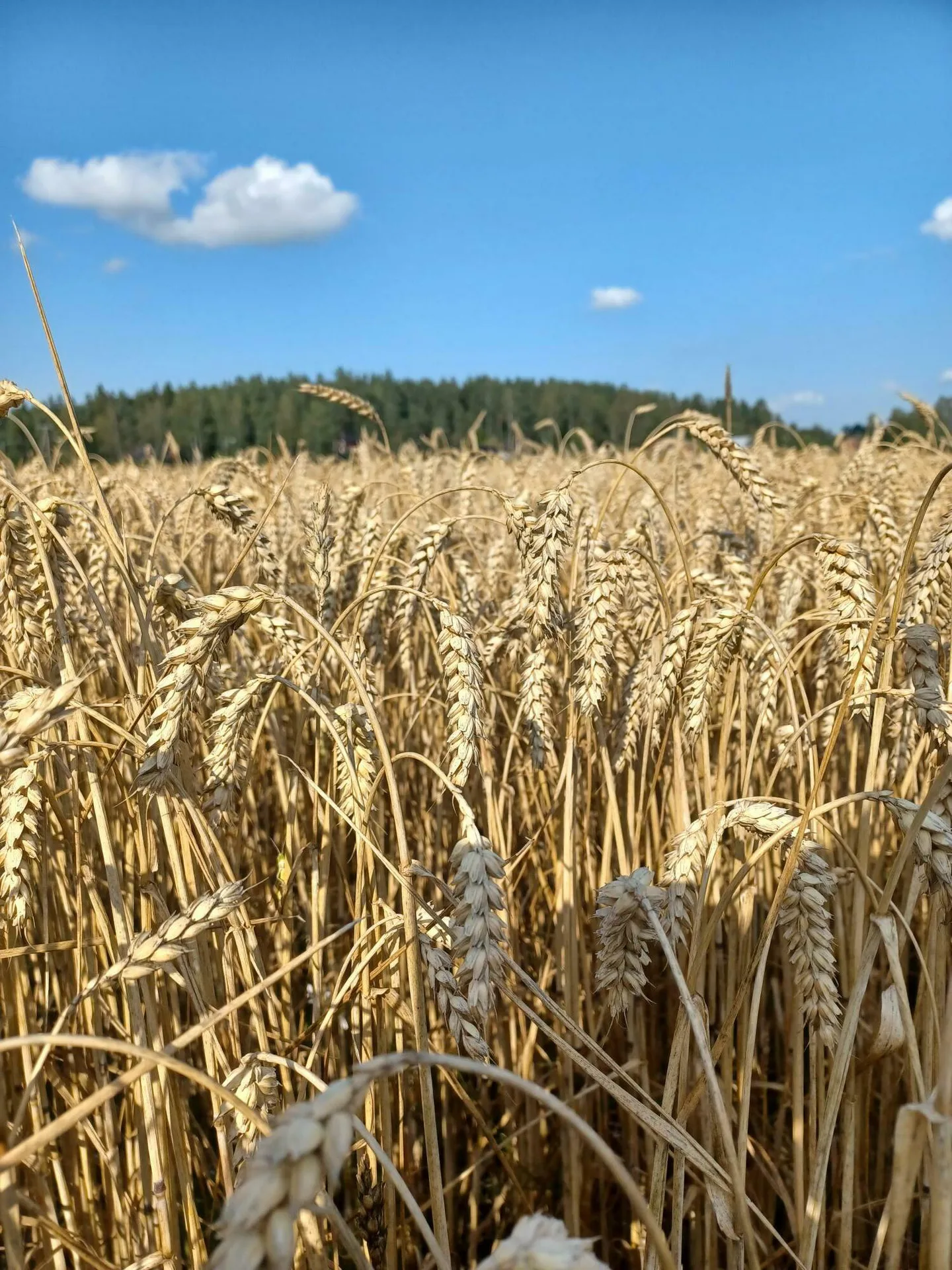 Tuleentuvia eli kypsyva ja kohta puintivalmis syysvehna