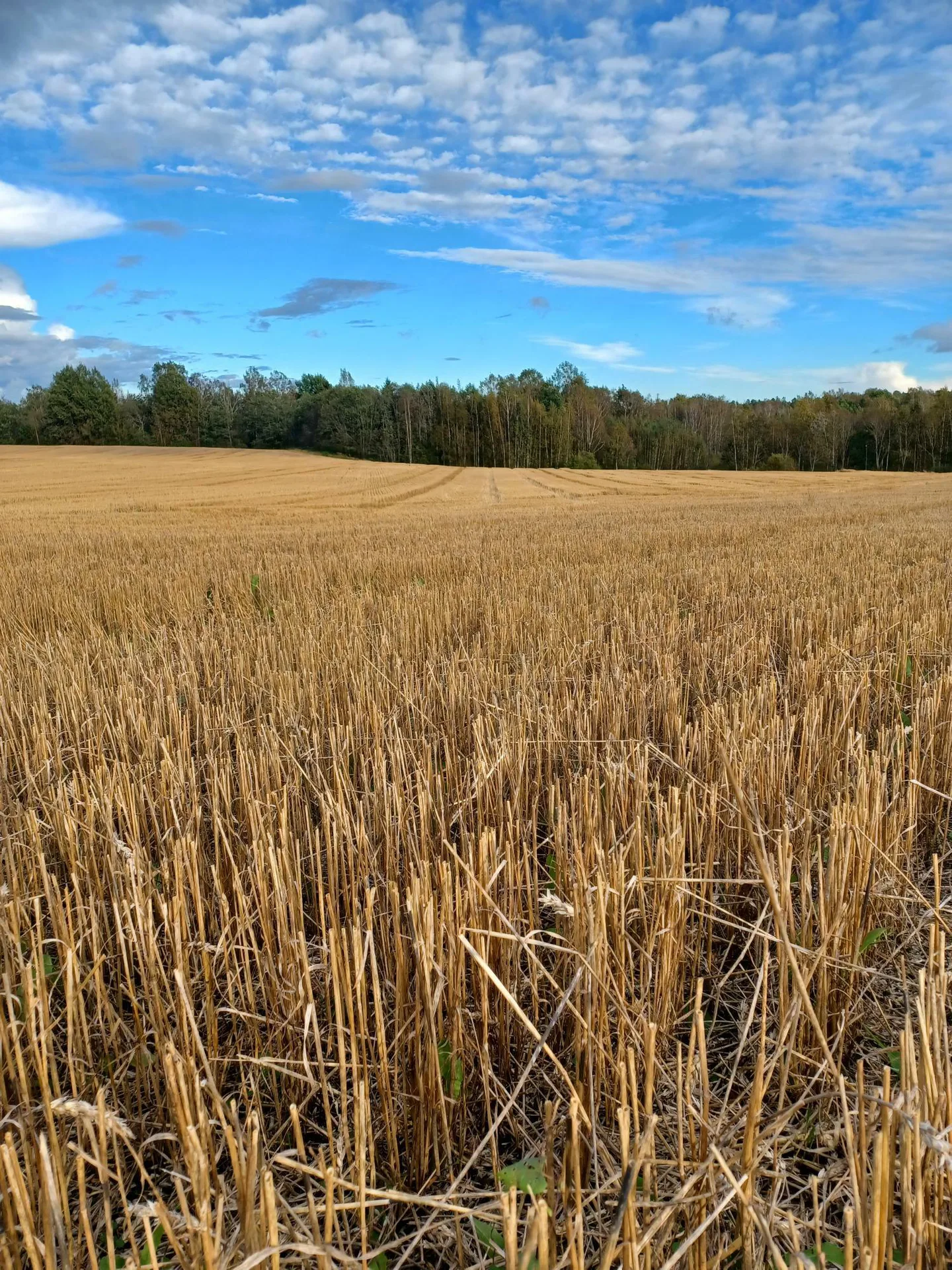 Puitu pelto viljan sankea