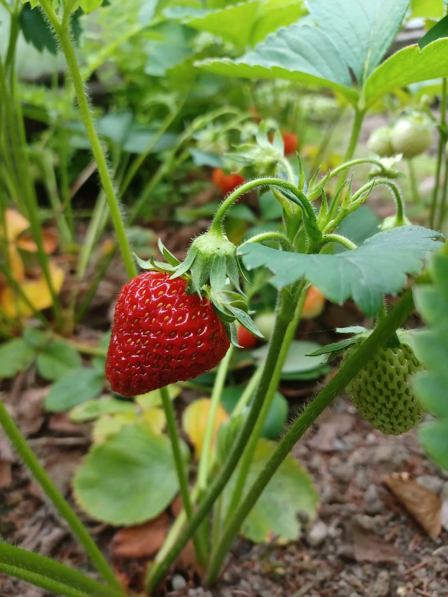 Avomaalta kerataan jo mansikan varhaislajikkeiden alkusatoa