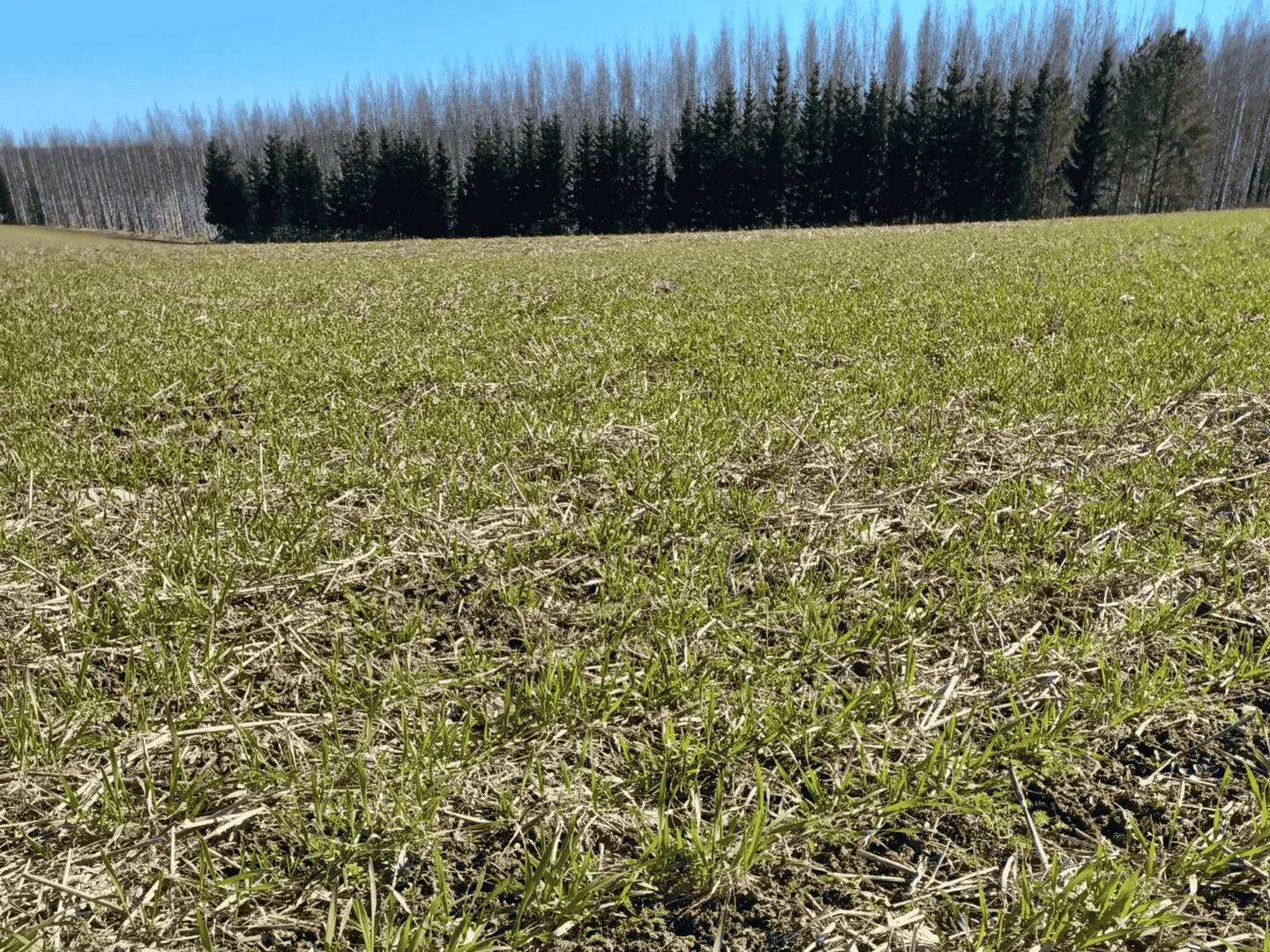 Kasvuaan aloittavaa syysvehnaa kevaalla 2026