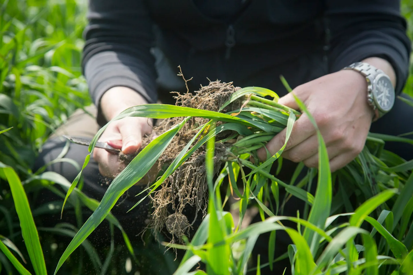 Viljelykasvien juurien tutkimista pellolla
