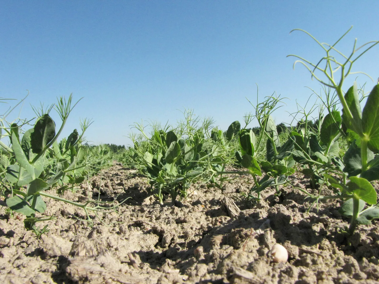 Hernekasvustoa pellolla