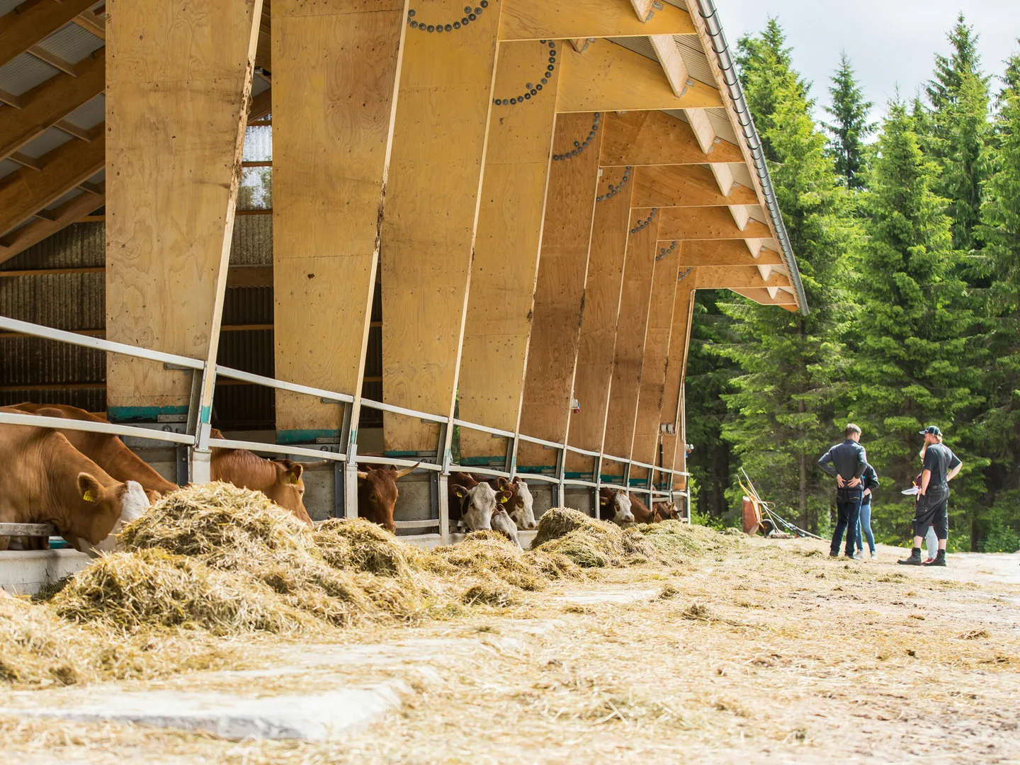 Navetan ruokintapoyta