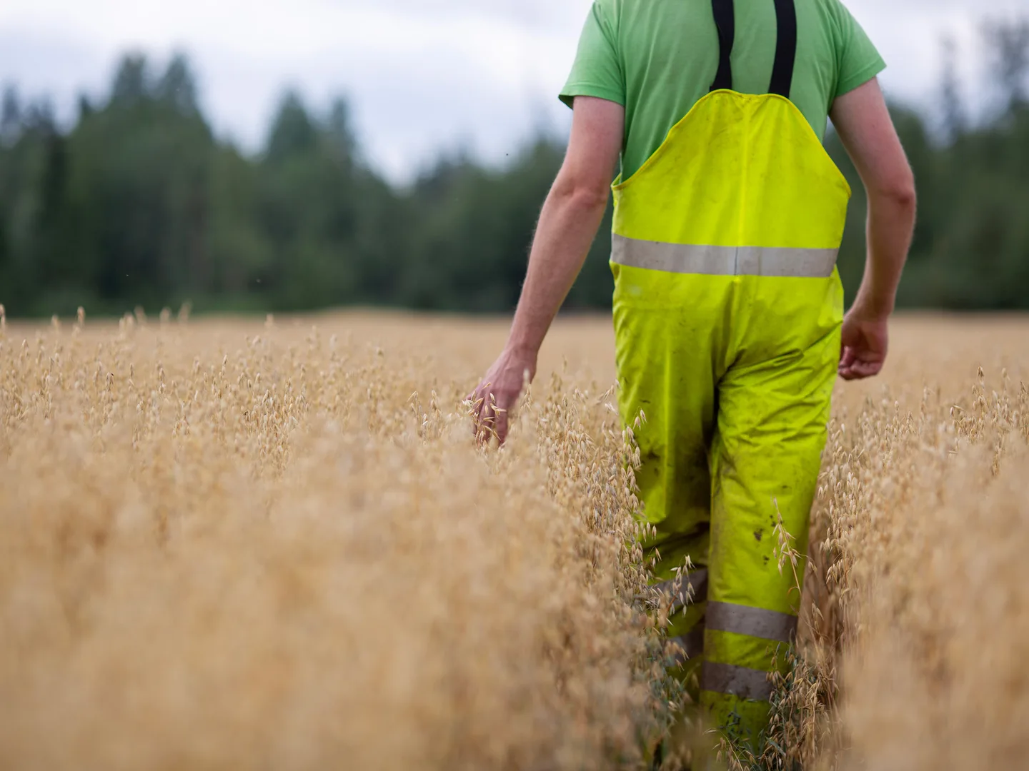 Viljelijä kaurapellolla