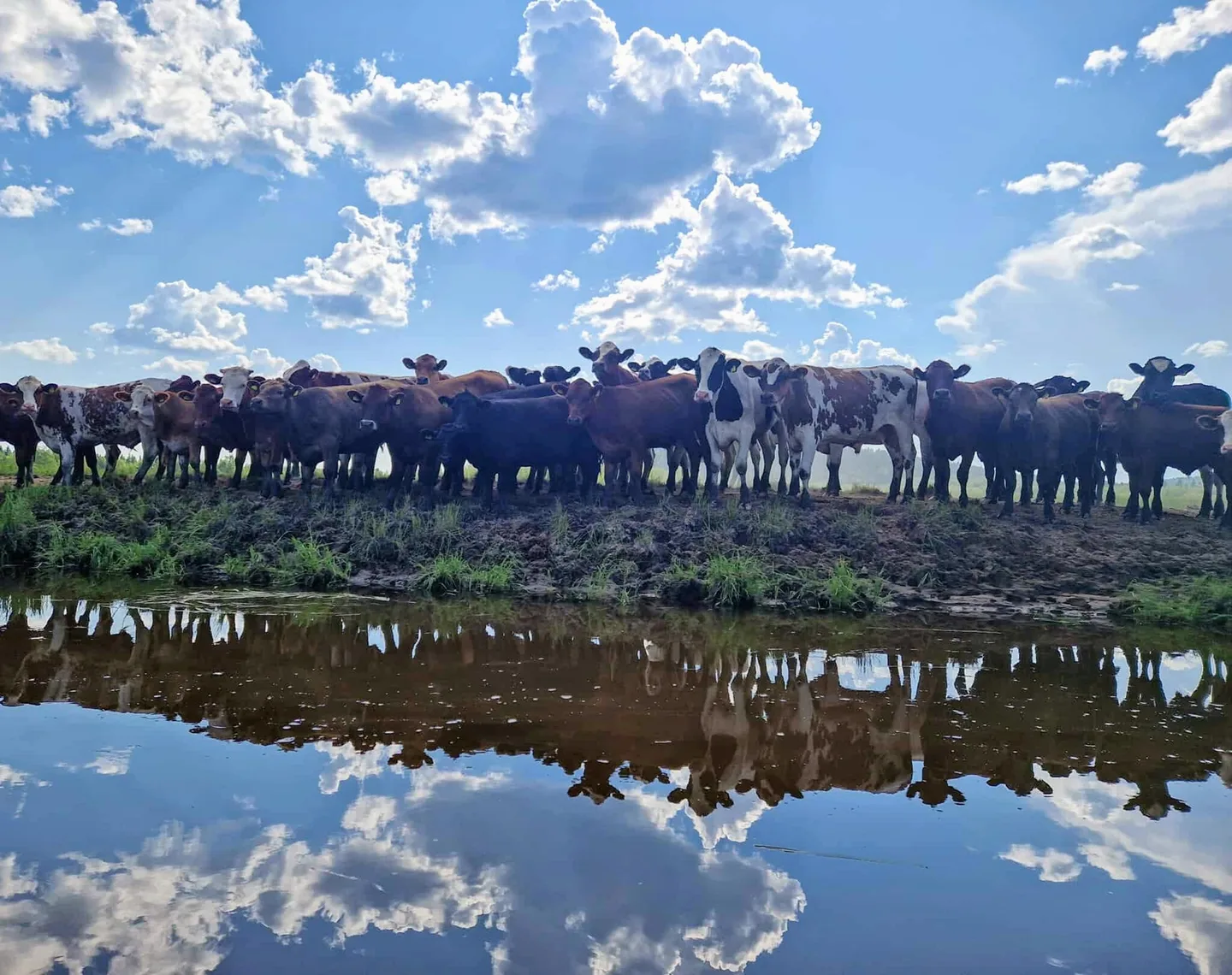 Climate Food Luttugarden kor pien