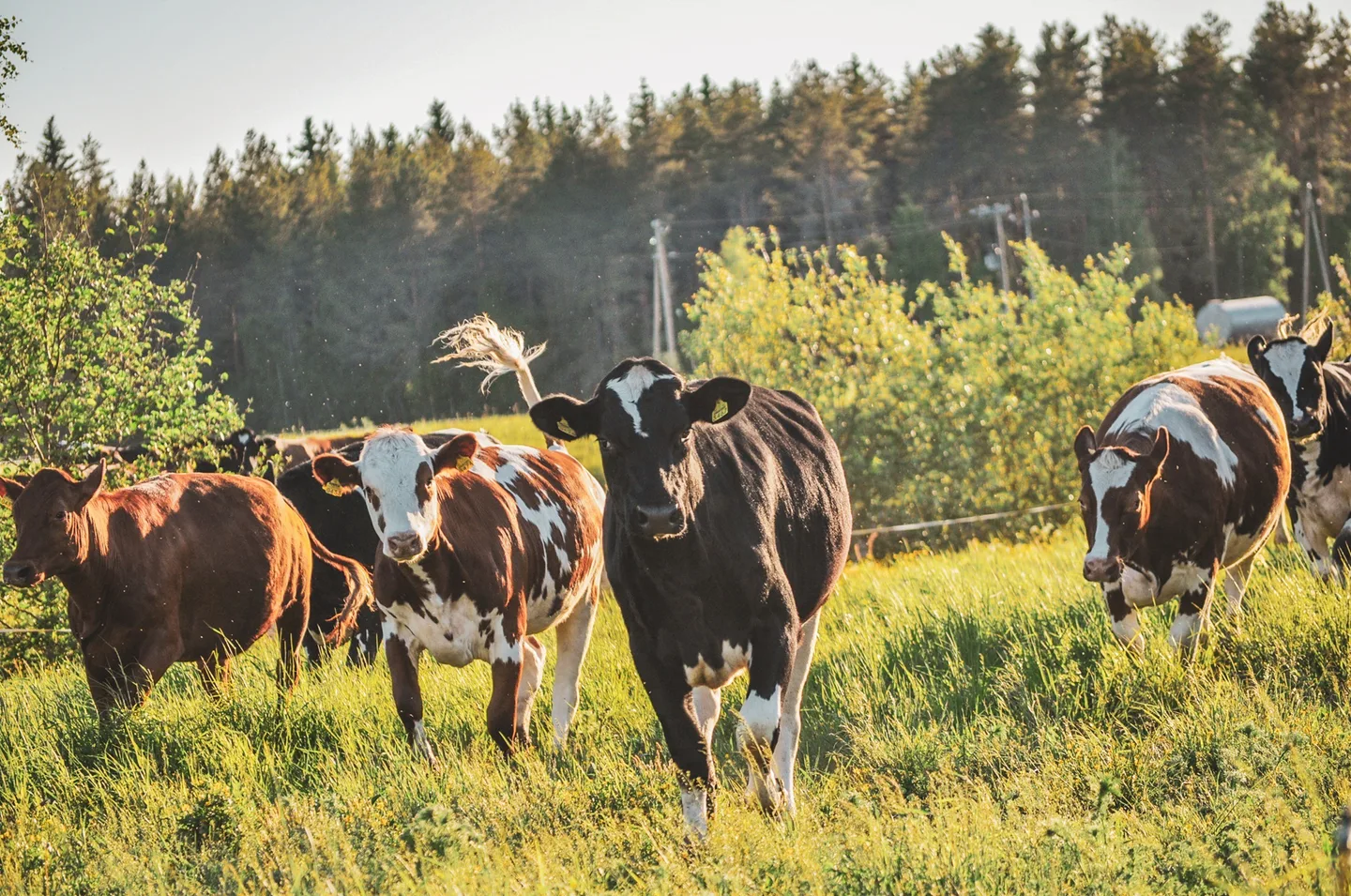 LAITUMELLA HANNELE ANTILA 40