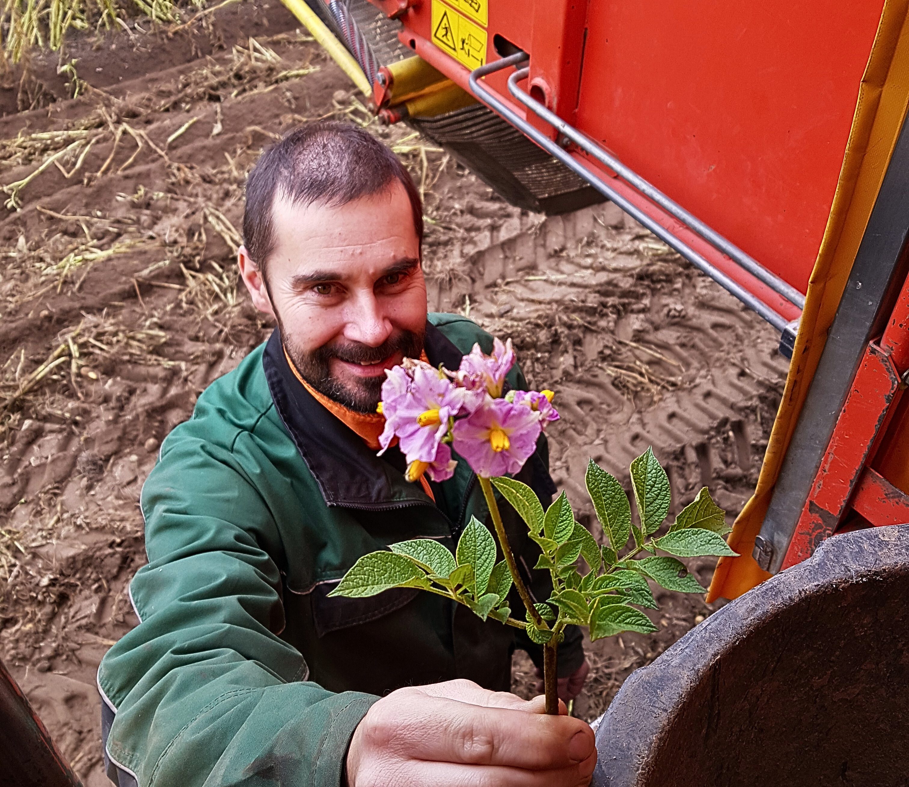 Flowering potato