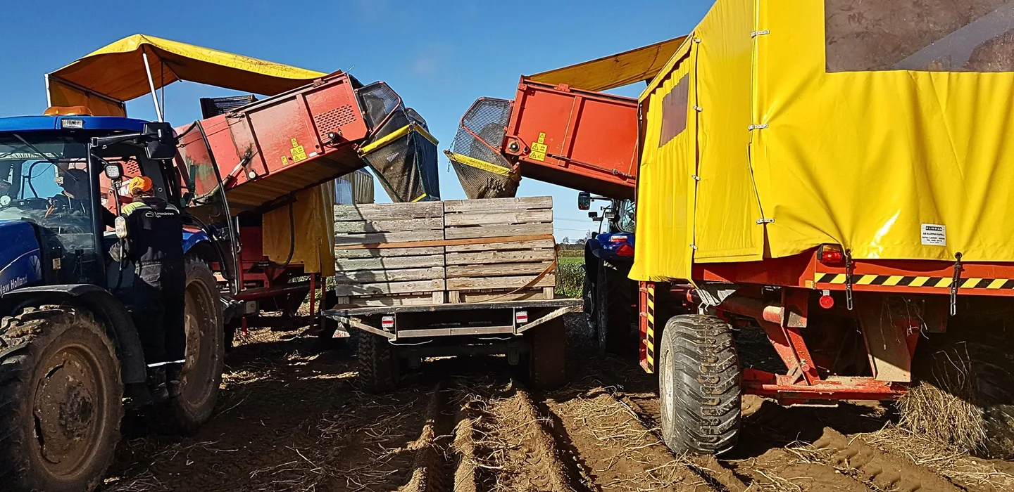 Perunannostoa yhdessa Kuva Paahka Oy