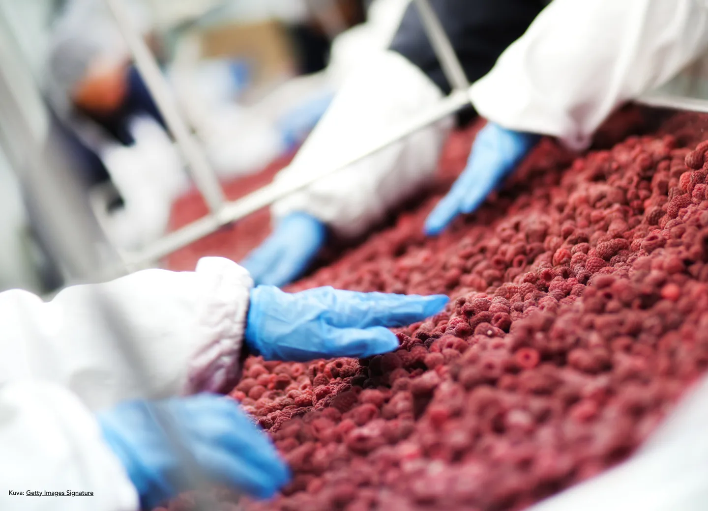 Vadelmat Getty Images Signature