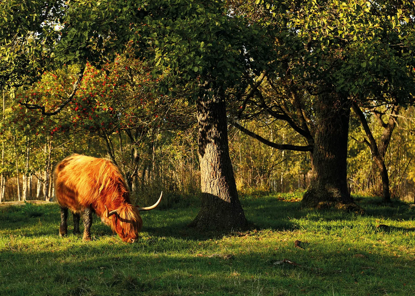 Ylamaankarja Essi Jokela 10