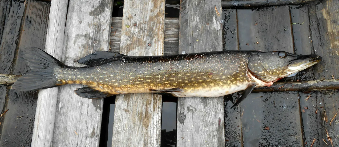 Kalastus kuviasuomesta fi roine piirainen scaled