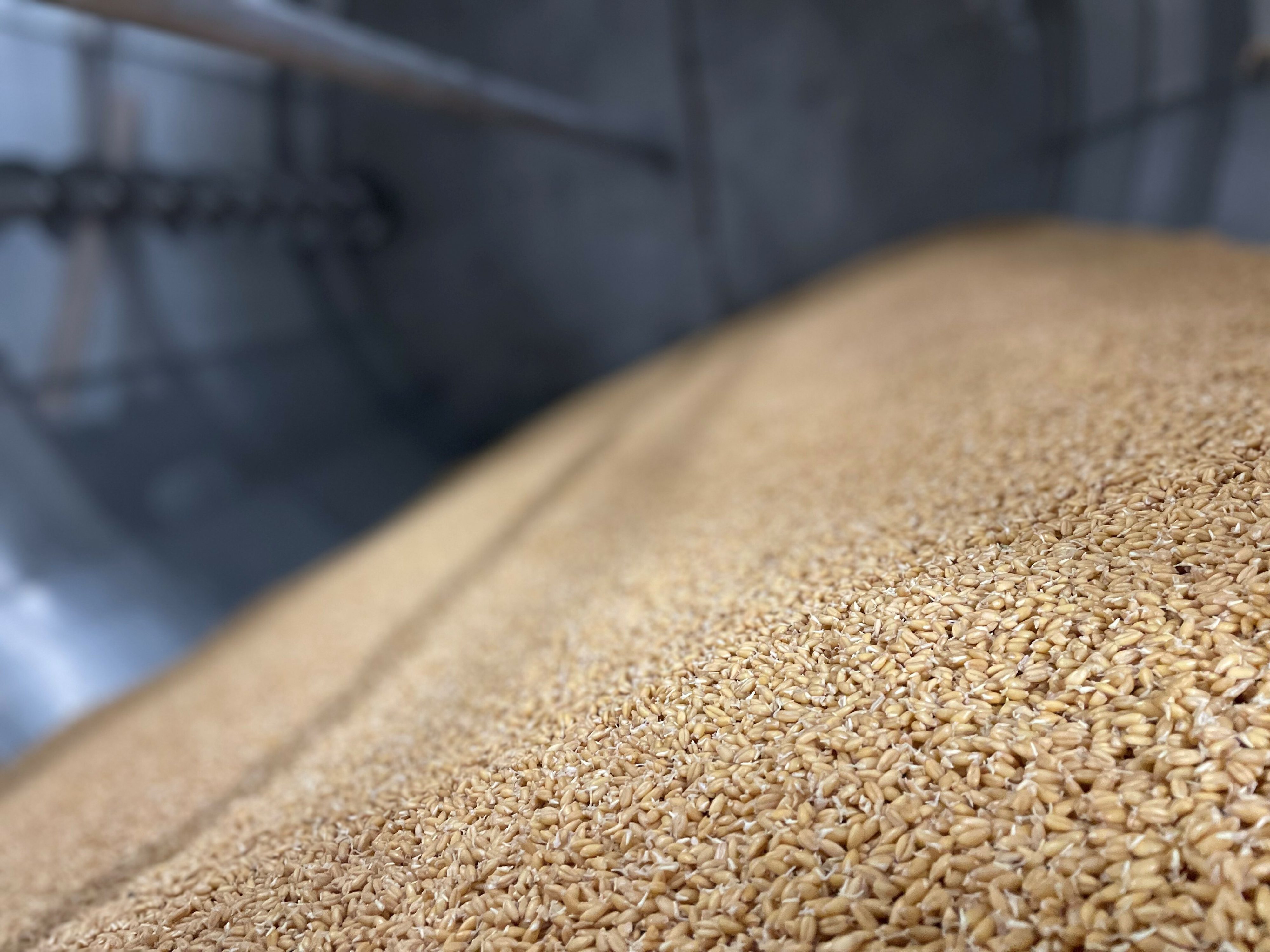 Spelttiä idätysrummussa. Kuva: Pehkolan mallastamo