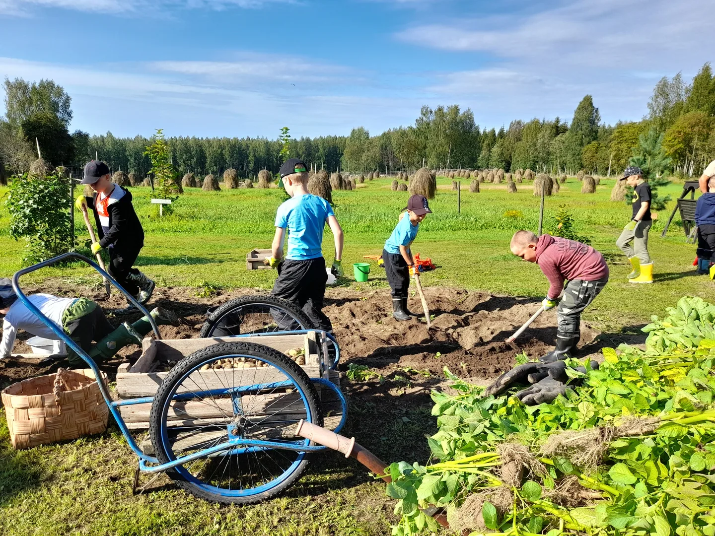 Puutarhasankarit perunannosto Tarja Pajari