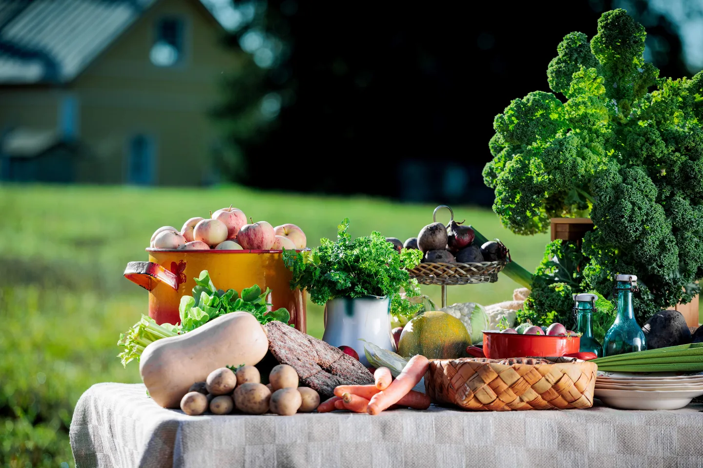 Ruokapoyta pellolla lahikuva Keskikokoinen