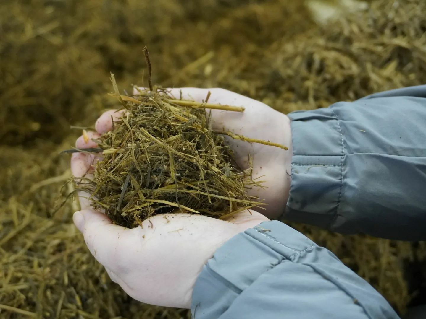 Sailorehu kuva Jenni Hamynen
