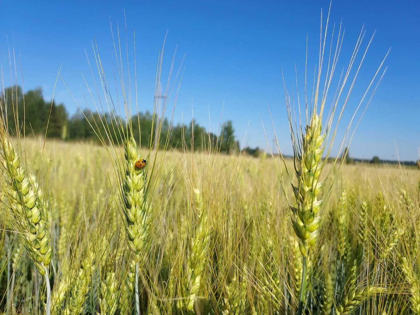 Viljakuva Anna Katri Laakkonen