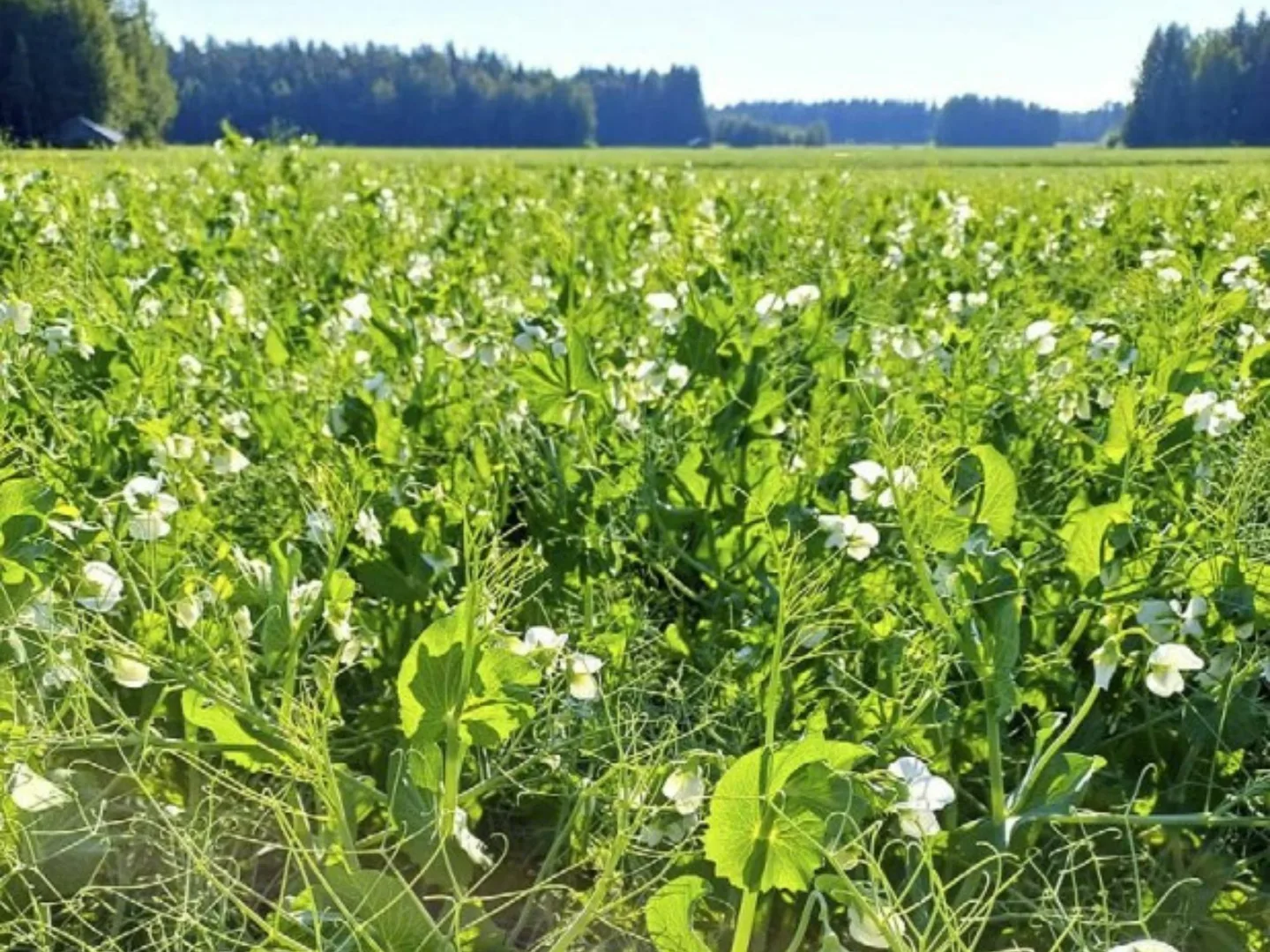 Viljely Riikka Rinta aho