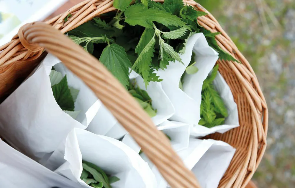 Korissa poimittua nokkosta ja pusseja, joissa muita villiyttejä.