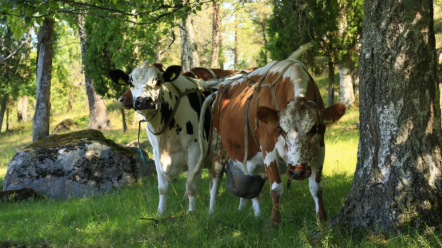 Alkuperaisrodut perinnebiotoopilla auli hirvonen