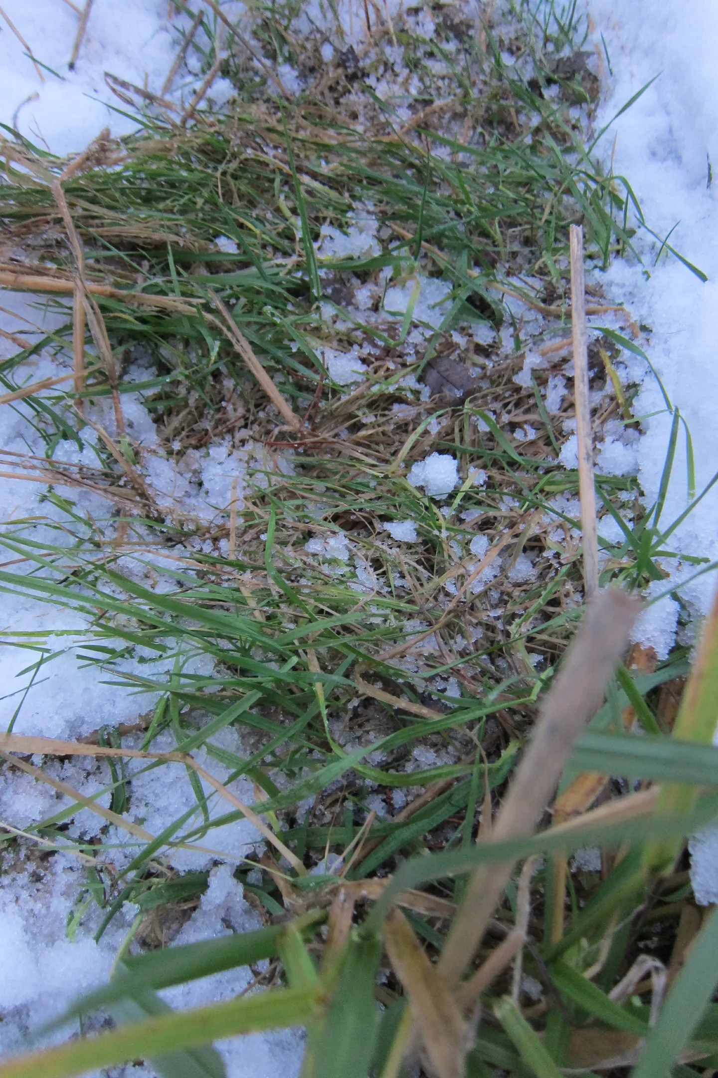 Arjam ruohonjuurella talvikuva