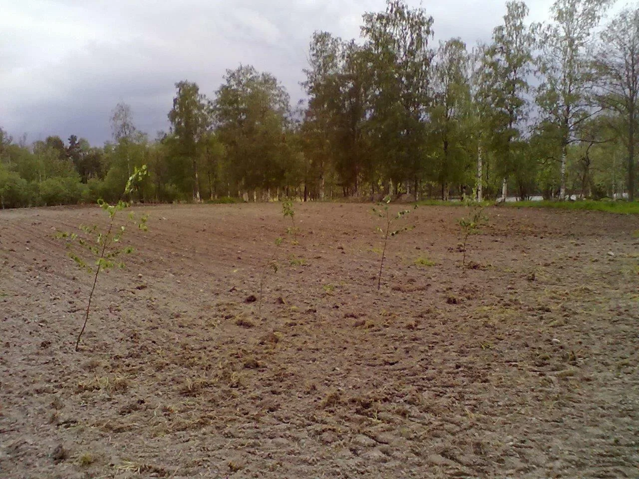 Havaintokokeen tekeminen ei välttämättä vaadi kovin erikoista varustusta. Tässä Punkaharjulla kaurakokeen lajikkeiden väliin on laitettu koivun oksat merkiksi, että lajikkeiden vaihtumispaikka on tiedossa. Lisäksi tarvitaan vain kartta, jossa lajikkeet on merkitty.