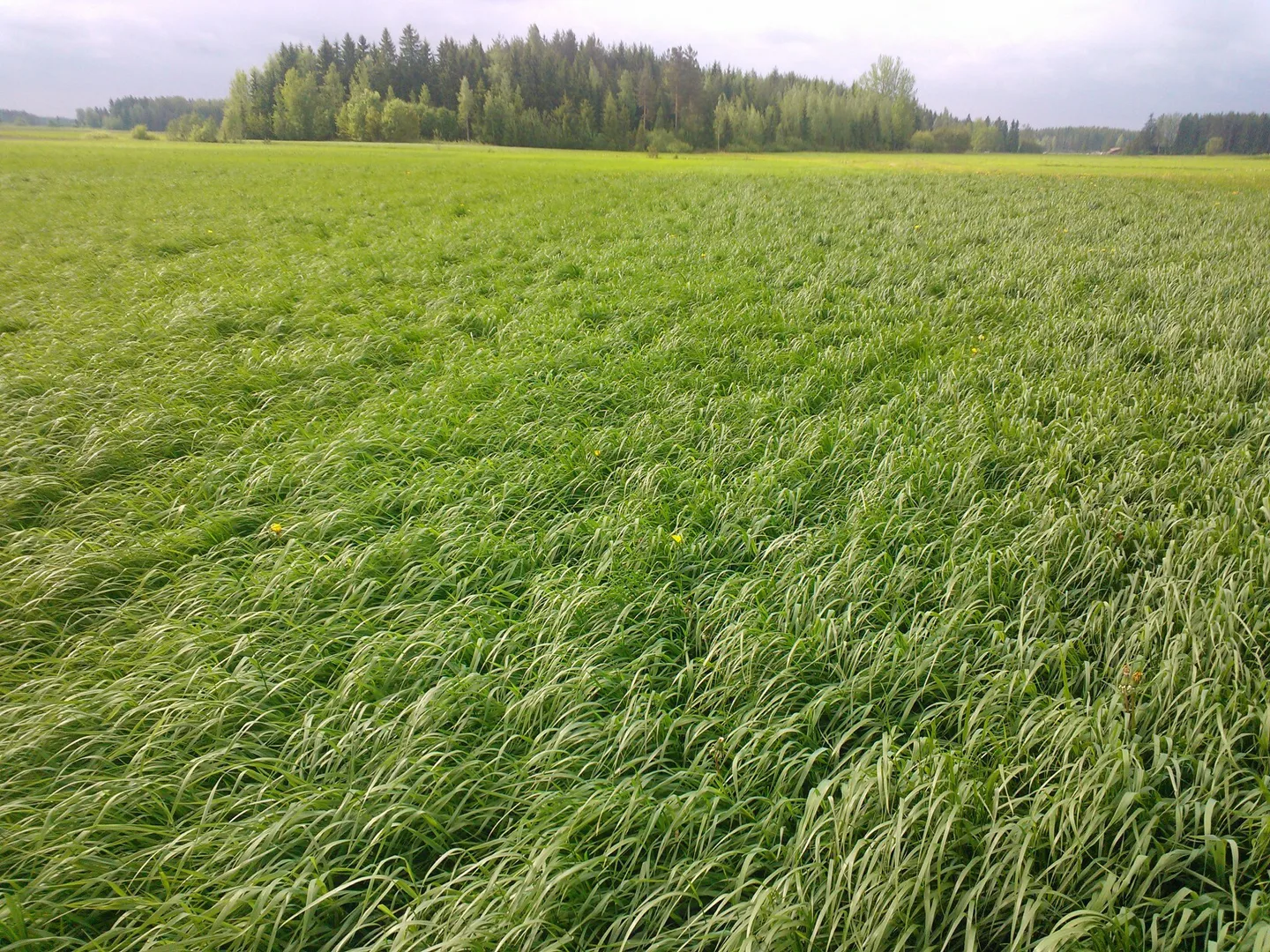 Tästä alkaa rehunteko tulevalla viikolla. Lähipäivien olosuhteet ratkaisevat aloitetaanko alku- vai loppuviikosta.