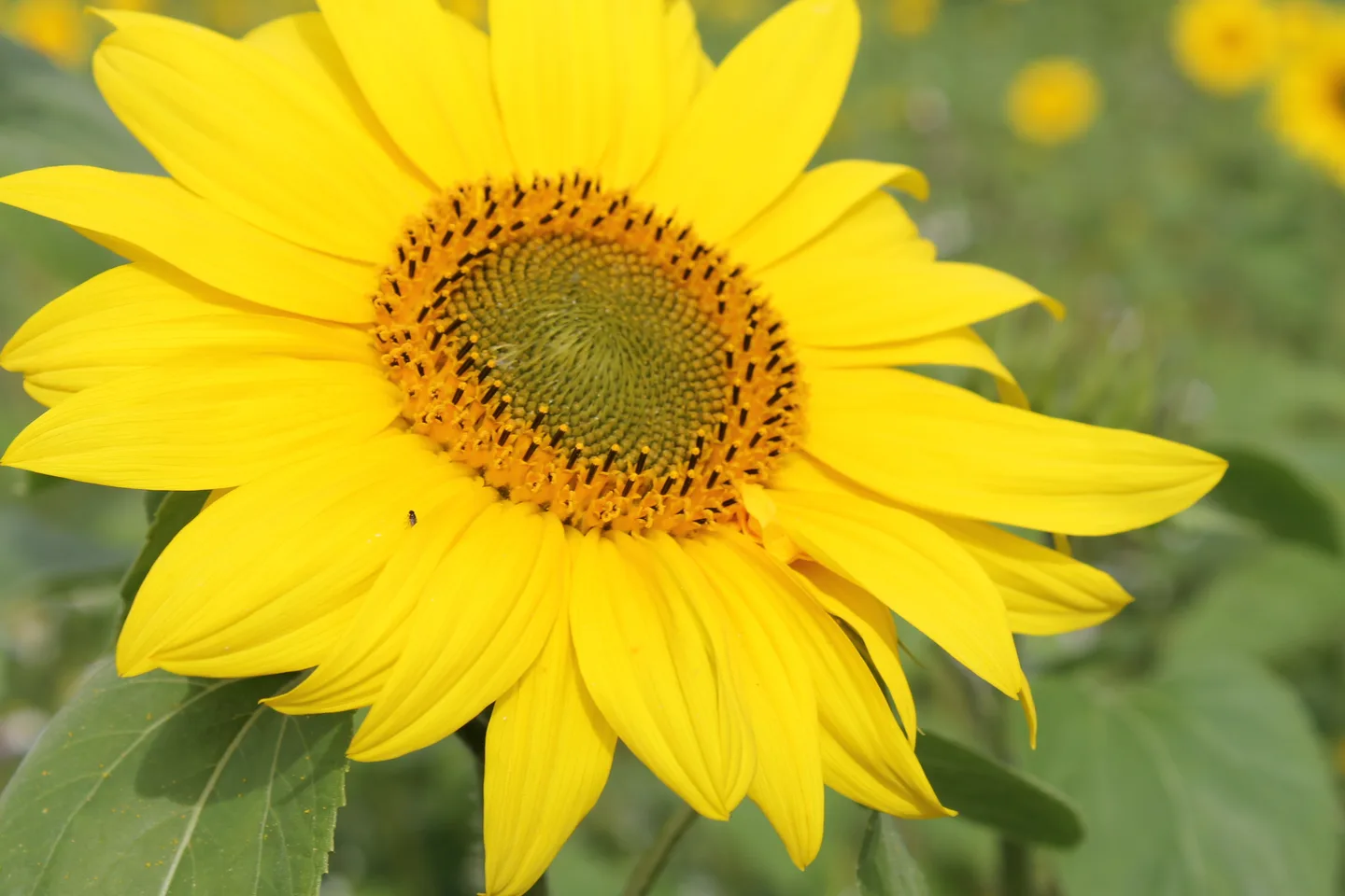 Auringonkukka kekkonen