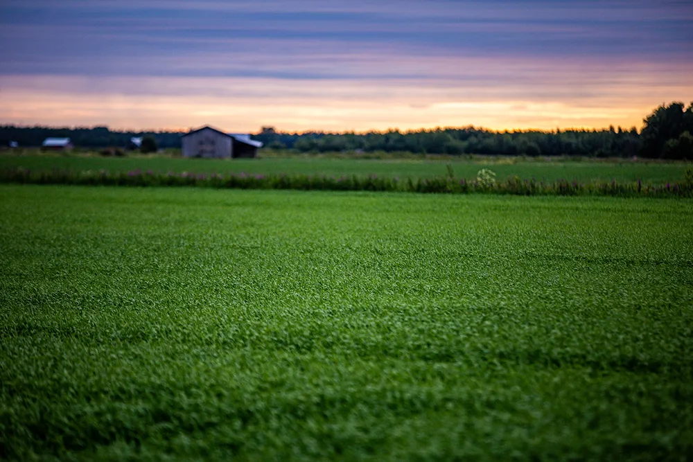 Auringonlasku kasvusto