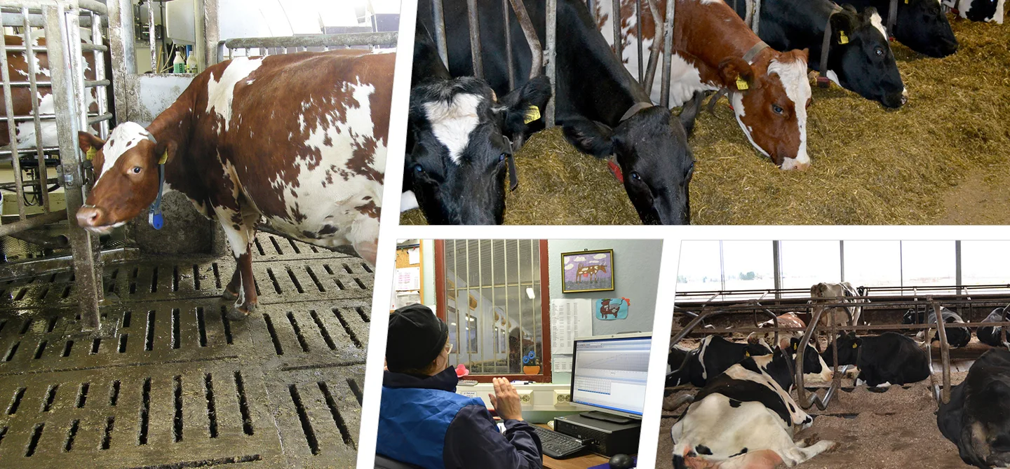 Automaattilypsy tunnus netti