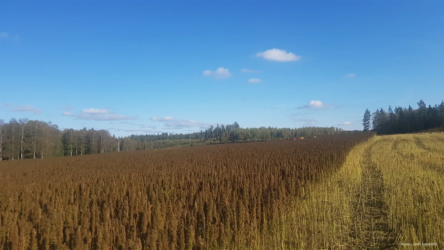 Biosivu netti kuva jyrki leppala