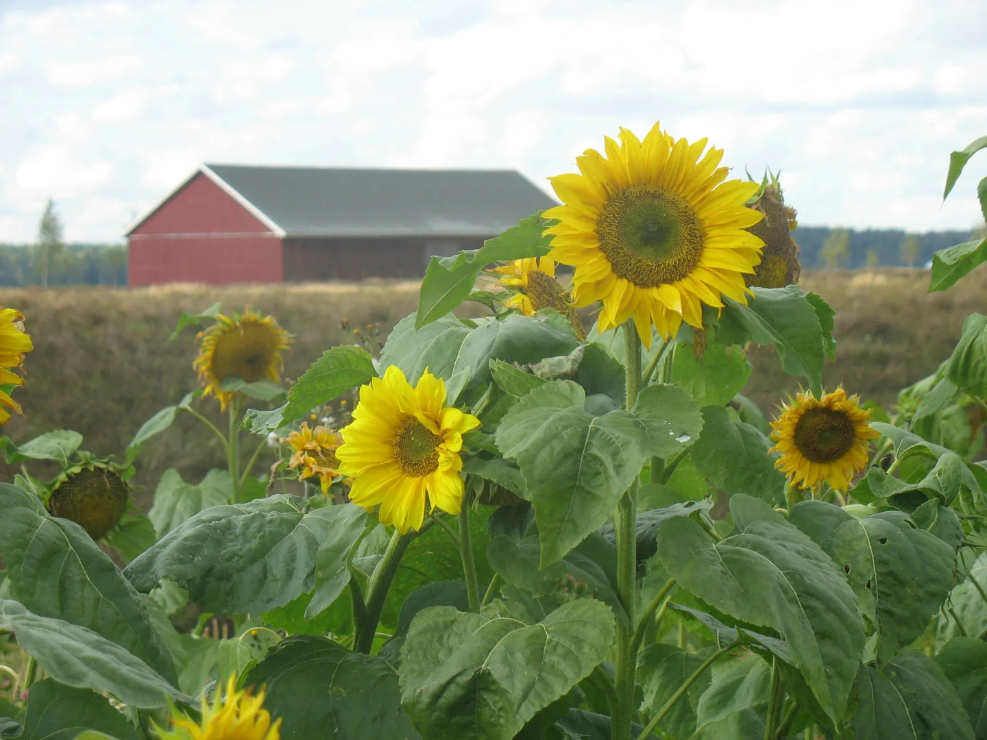 Kuva: Taimi Mahosenaho