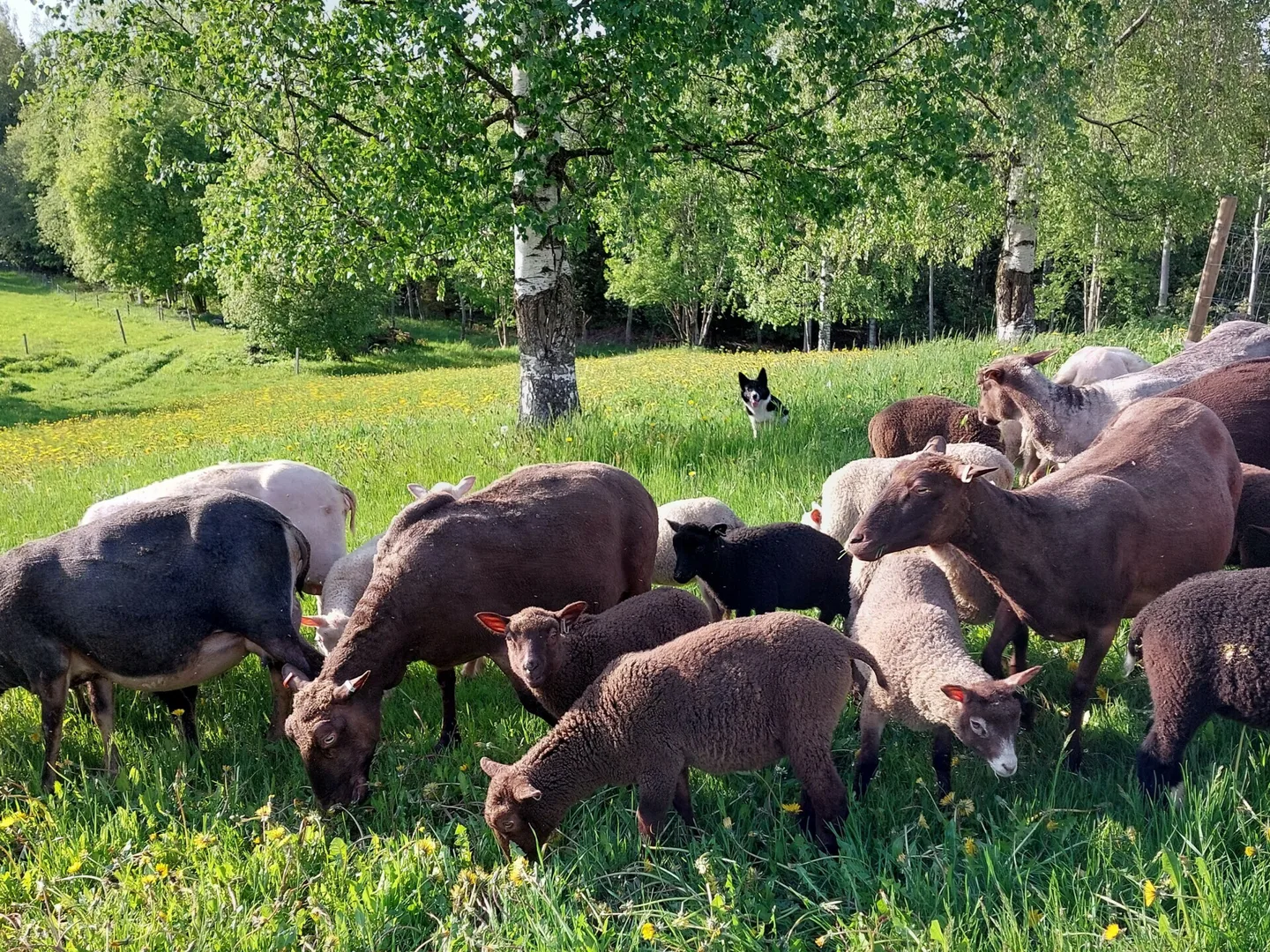 Cbca01da55bc0de9c0803fdbc534a735