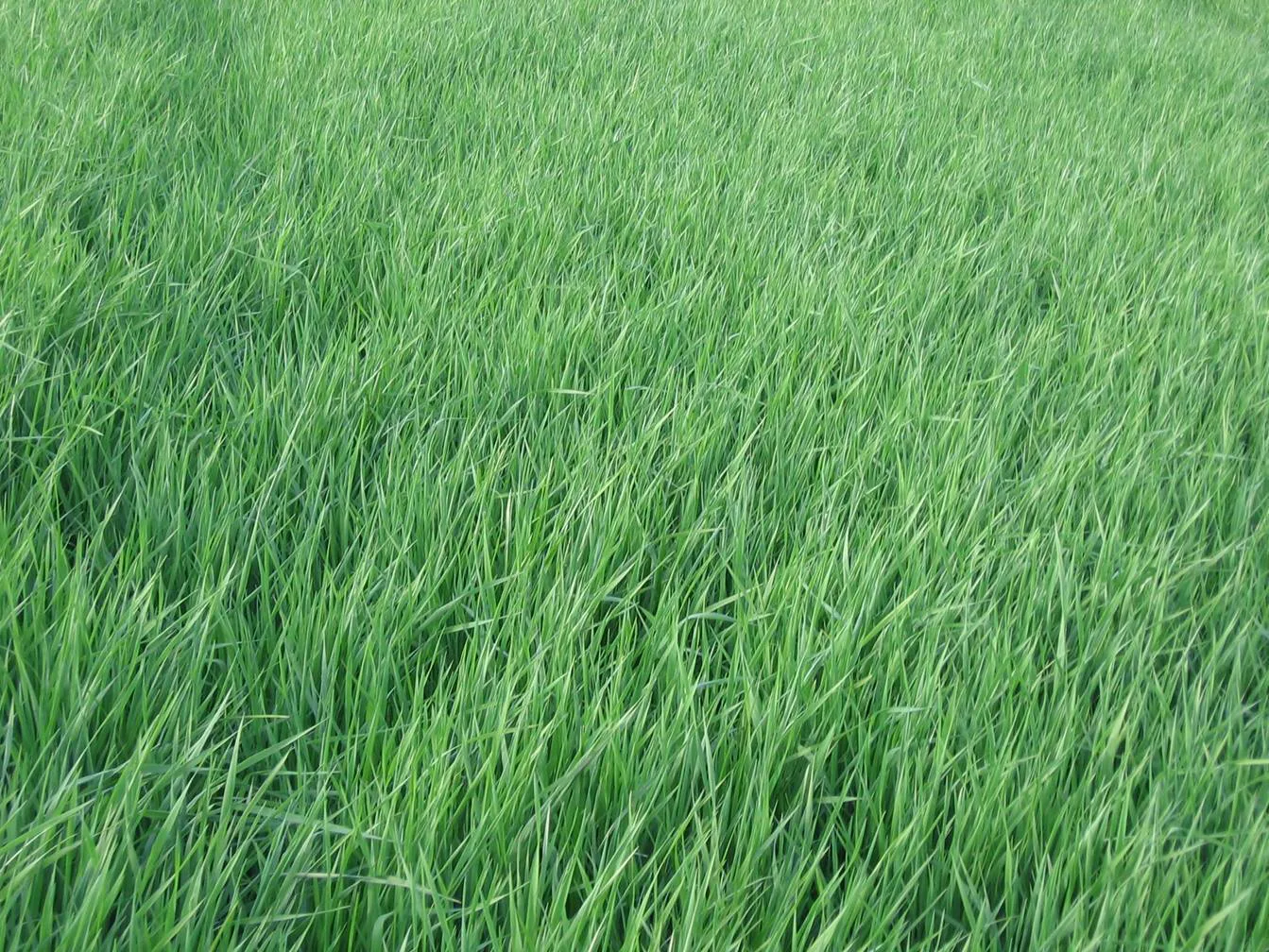 Clip image002