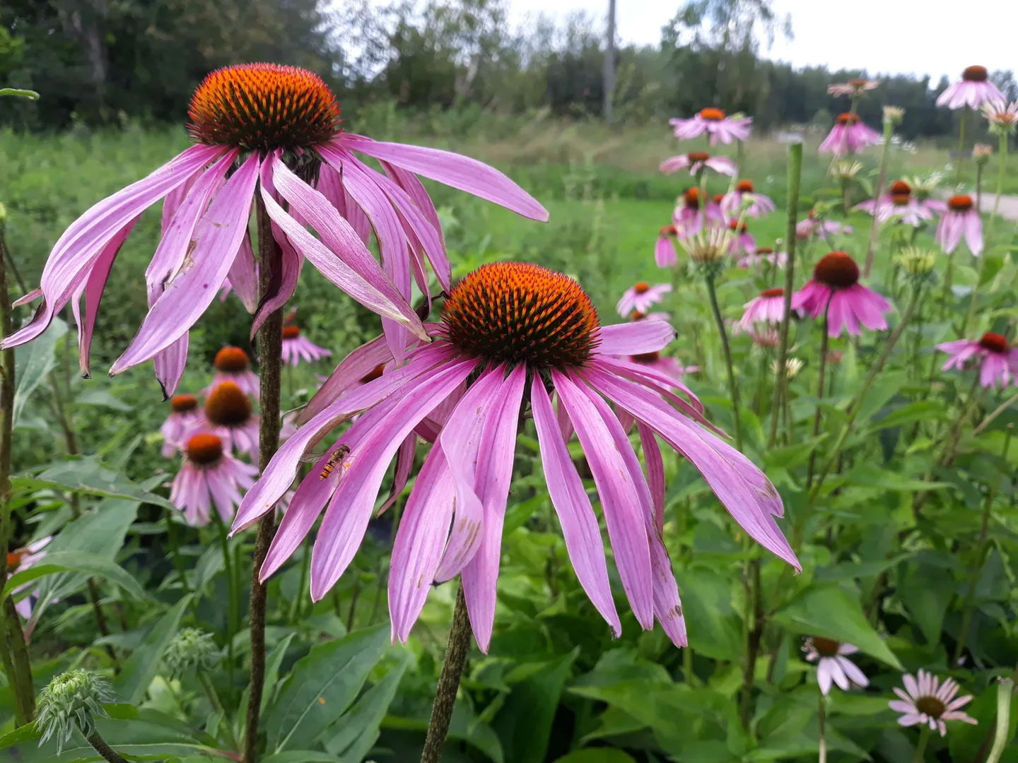 kukkivia punahattuja