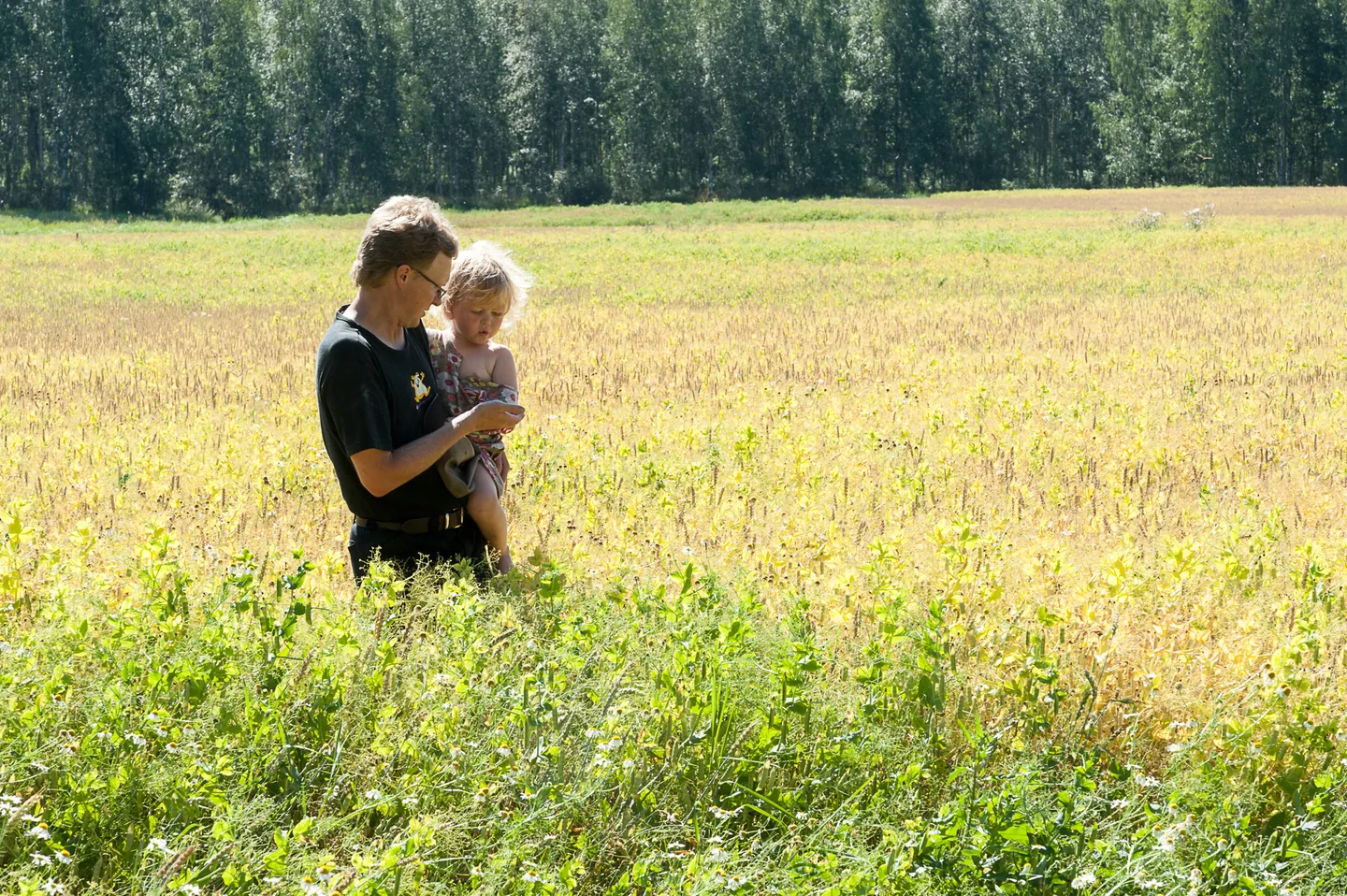 Kuvassa Tero Tolvanen Onni-poikansa kanssa herne- vehnä -kasvustossa. Kuva: Niko Nyrhinen