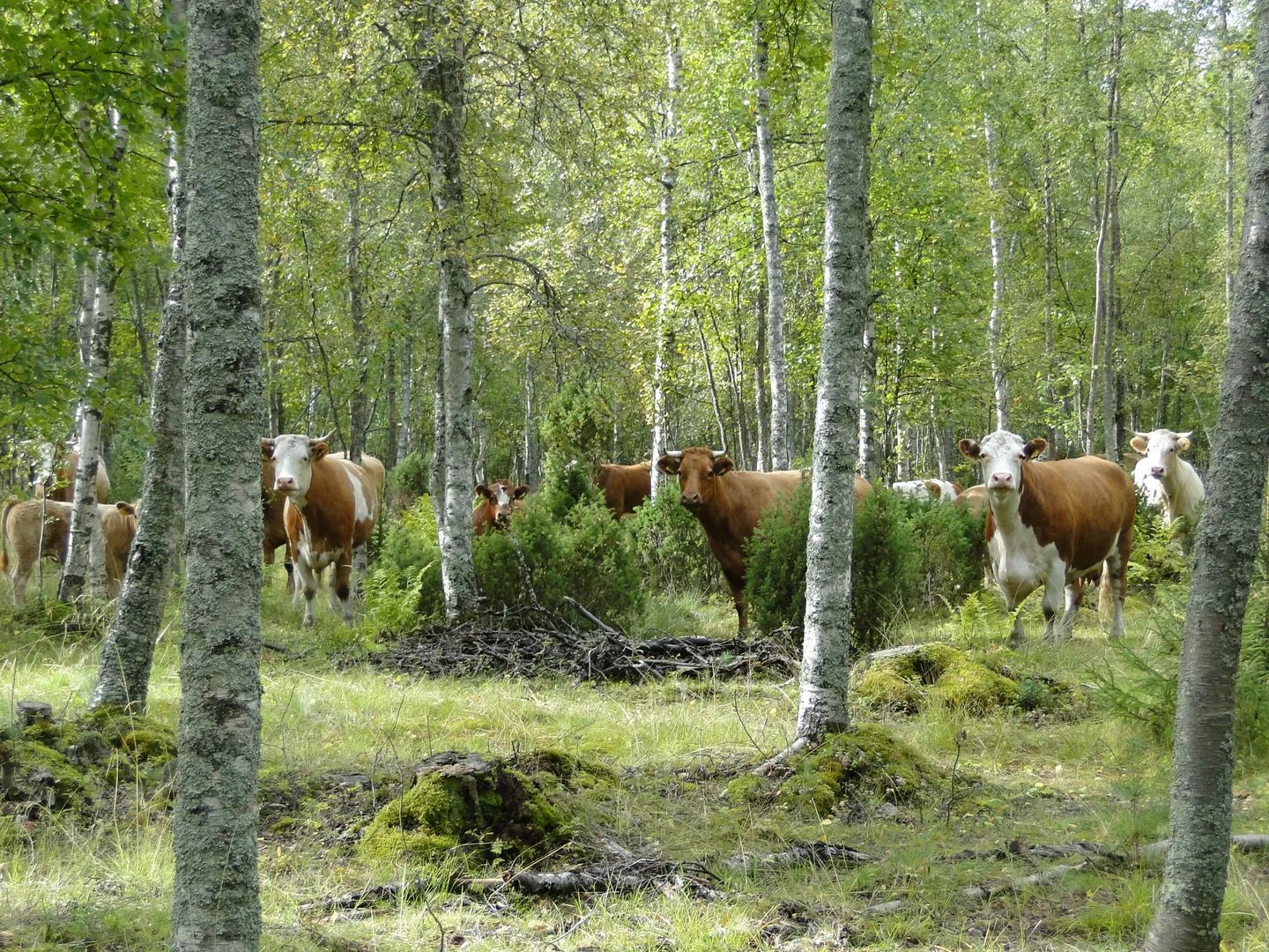 Emolehmia hailuodossa kuvamaaritsatomaa
