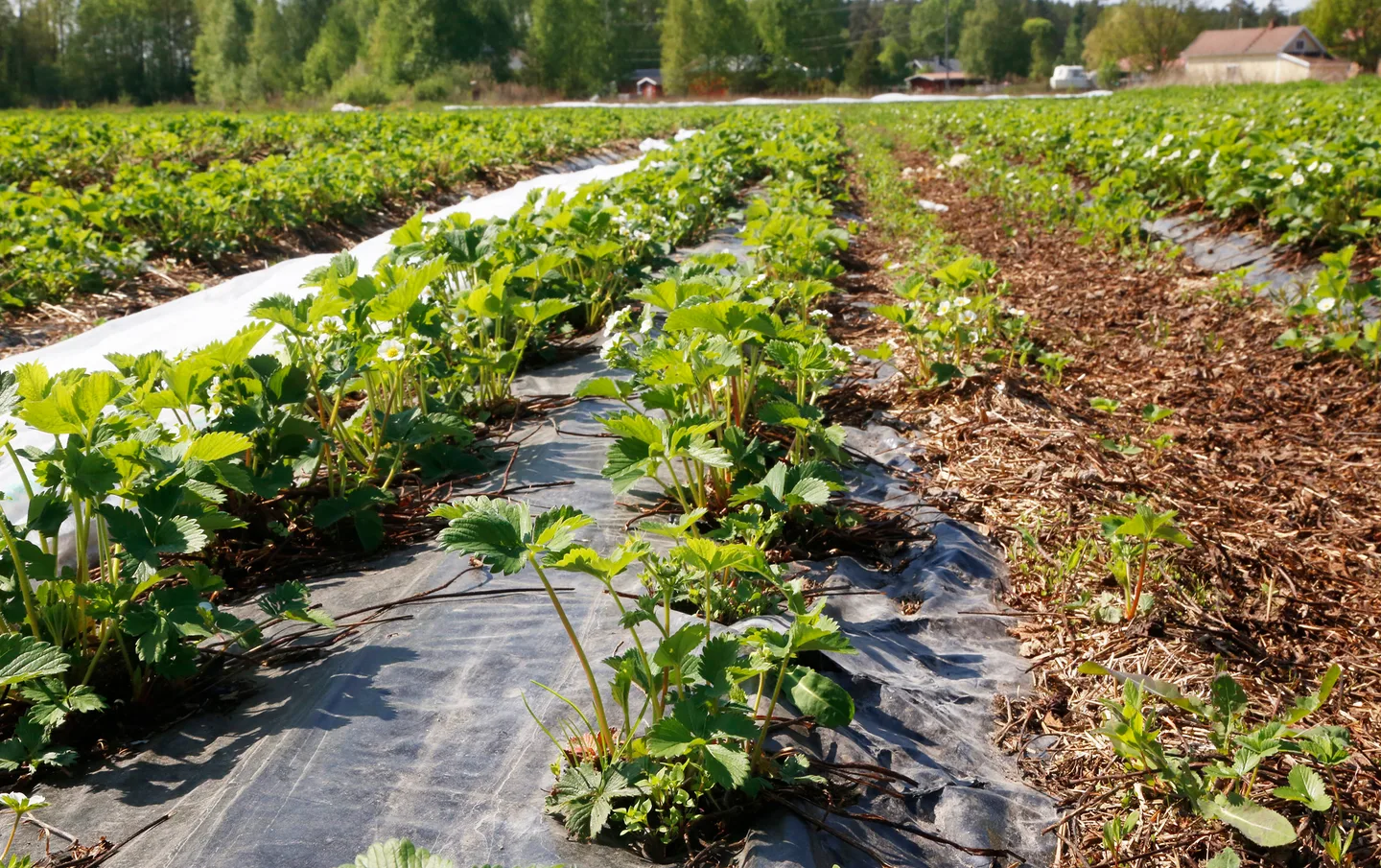 Essi jokela 2