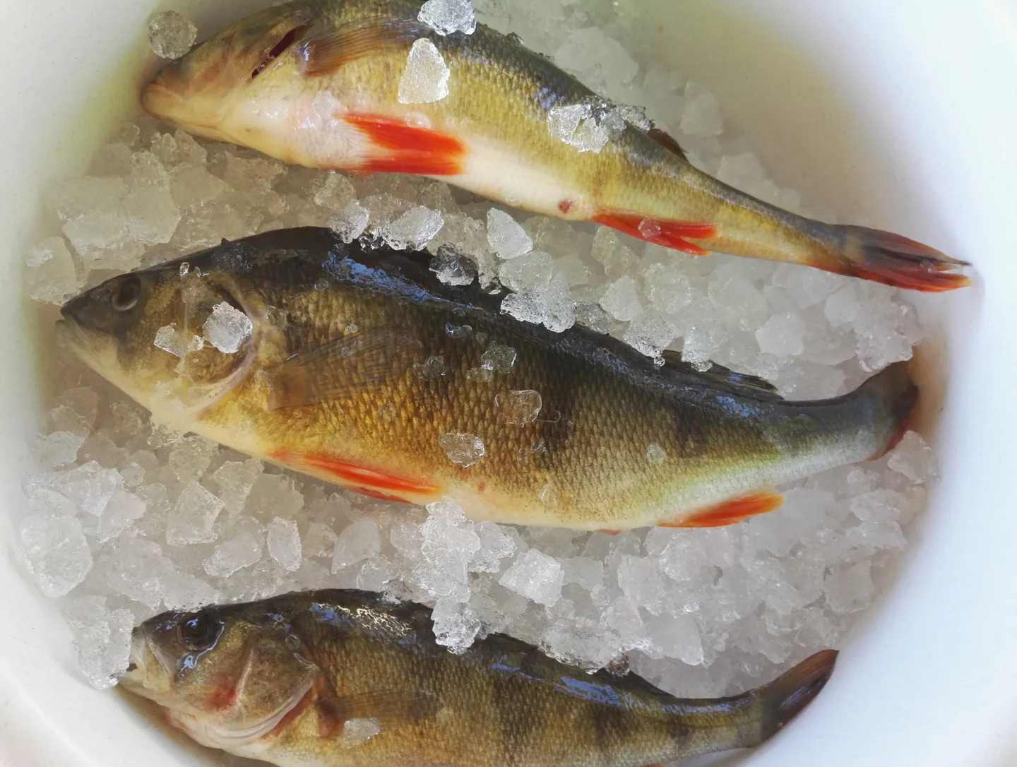 Fc9a6b6f20b68e79751f001060402ce8