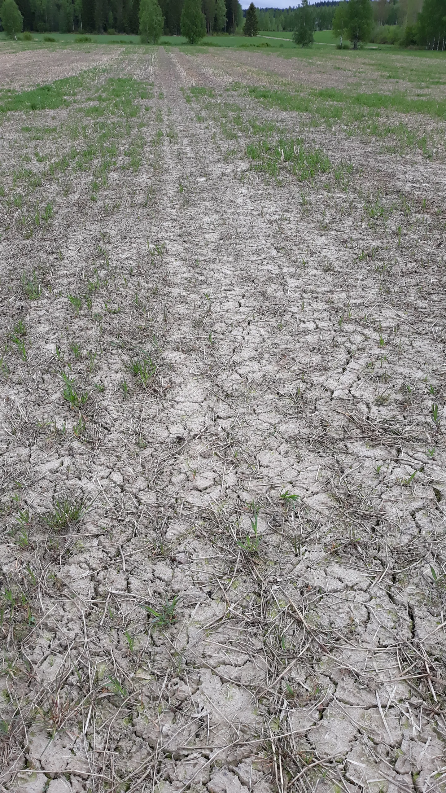 Ensimmäisen vuoden nurmi tuhoutunut täysin talven aikana